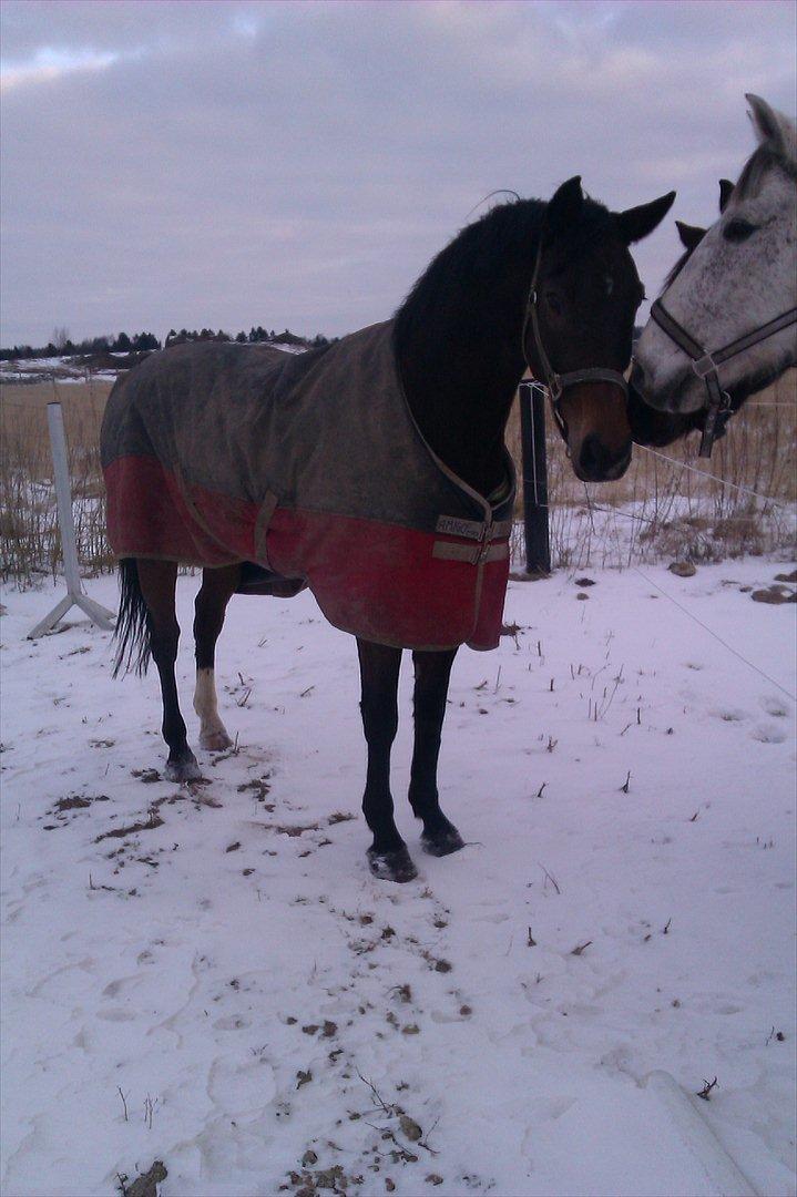 Dansk Varmblod Wilhelm - R.I.P. - Første dag på fold, hilser lige på Contino billede 3