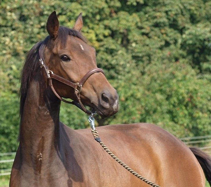 Dansk Varmblod Wilhelm - R.I.P. - Wilhelm sommeren 2011 - Lånt af tidligere ejer billede 5