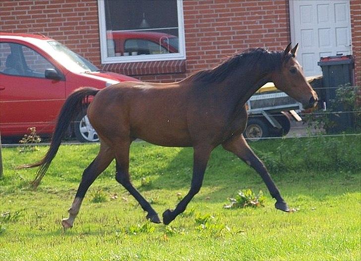 Dansk Varmblod Wilhelm - R.I.P. - Wilhelm sommeren 2011 - Lånt af tidligere ejer billede 6