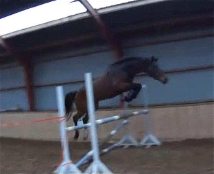 Dansk Varmblod Wilhelm - R.I.P. - En af de første gange drengen springer. Skal nok blive en dejlig springhest! billede 8