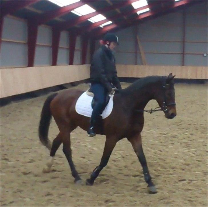 Dansk Varmblod Wilhelm - R.I.P. - Første prøvetur billede 9