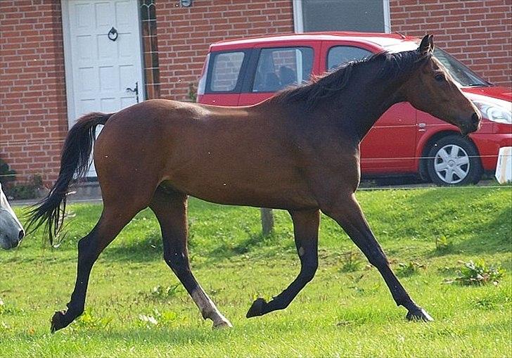 Dansk Varmblod Wilhelm - R.I.P. - Wilhelm sommeren 2011 - Lånt af tidligere ejer billede 7