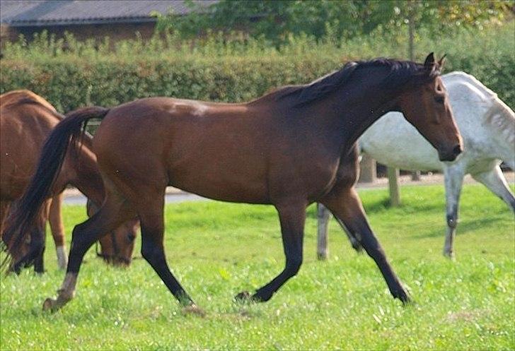 Dansk Varmblod Wilhelm - R.I.P. - Wilhelm sommeren 2011 - Lånt af tidligere ejer billede 10