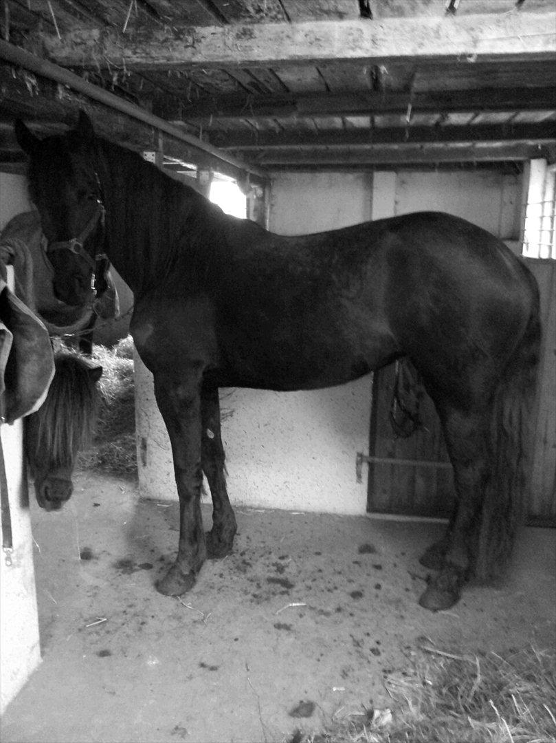 Frieser Annabell v.d. all blacks*Himmelhest* billede 18