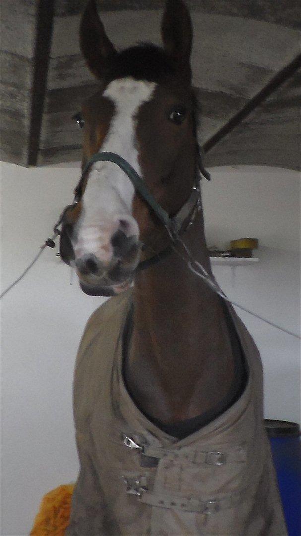 Dansk Varmblod Cherri billede 15