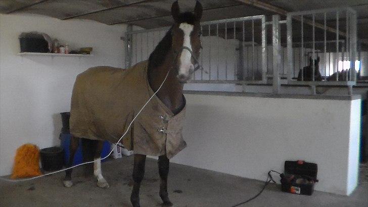 Dansk Varmblod Cherri billede 16