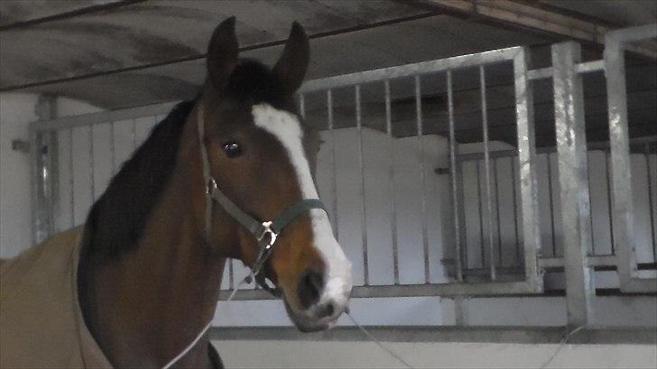 Dansk Varmblod Cherri billede 17