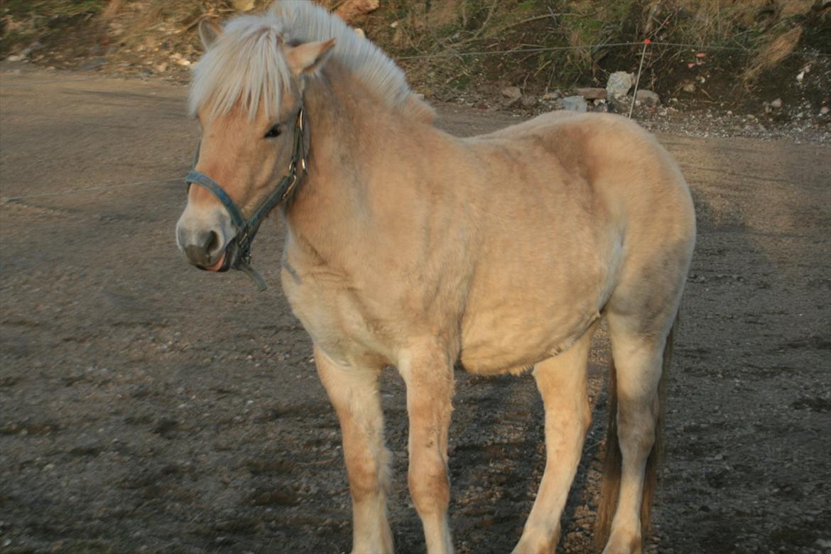 Fjordhest sønderkærgaads Krystal billede 13