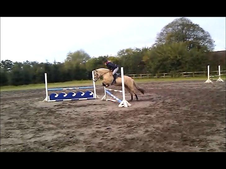 Fjordhest Solhøjgården´s Frej <3 - Springundervisning ;D billede 18