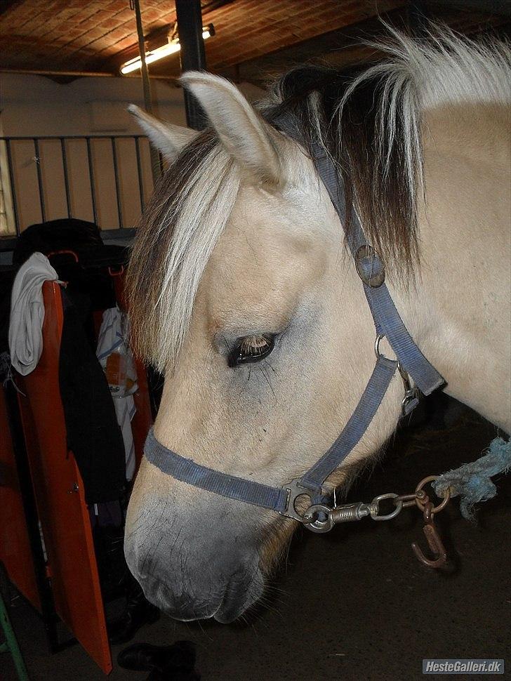 Fjordhest Fjolle - han står på stald-gangen billede 9
