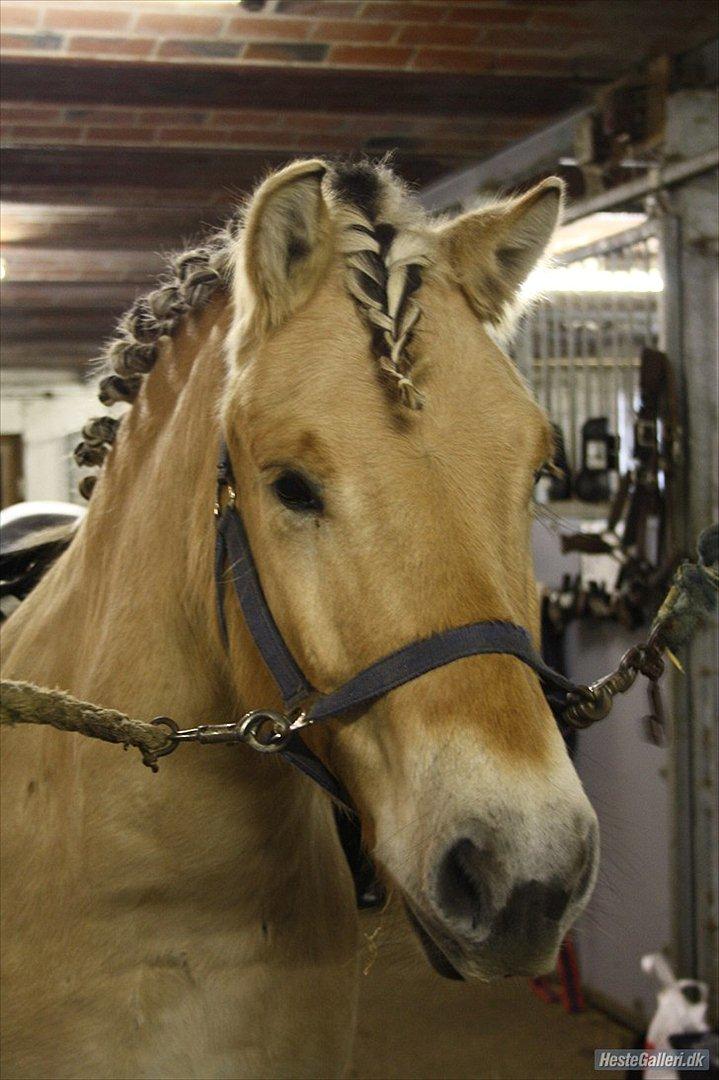 Fjordhest Fjolle - ved at gøre klar til mit første stævne billede 7