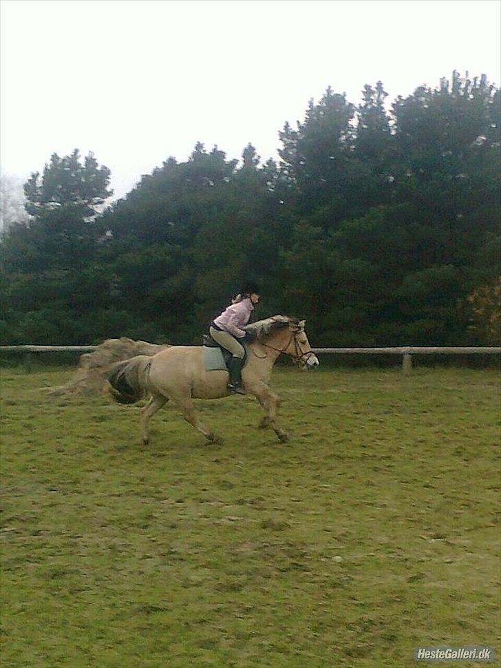 Fjordhest Fjolle - vi tog en lille jorder tur billede 15
