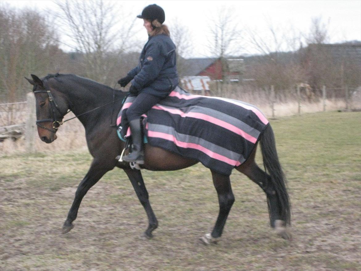 Dansk Varmblod Beauty - 11. marts 2012. billede 12