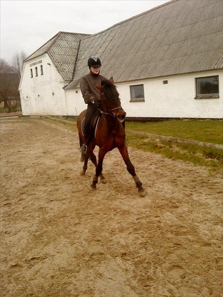 Anden særlig race Gavbogaard Lucas - dressur træning på den skønne hingst<3 billede 4