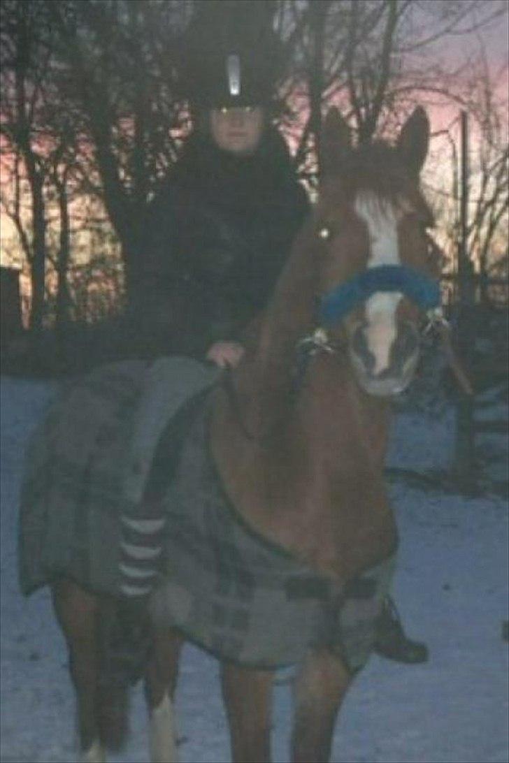 Anden særlig race Thunder Boy - Lidt bidløst hygge ridning :-*
- Tak for alt, Thunder <3 billede 17