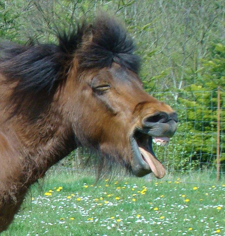 Islænder Hekla Fra Skovby billede 1