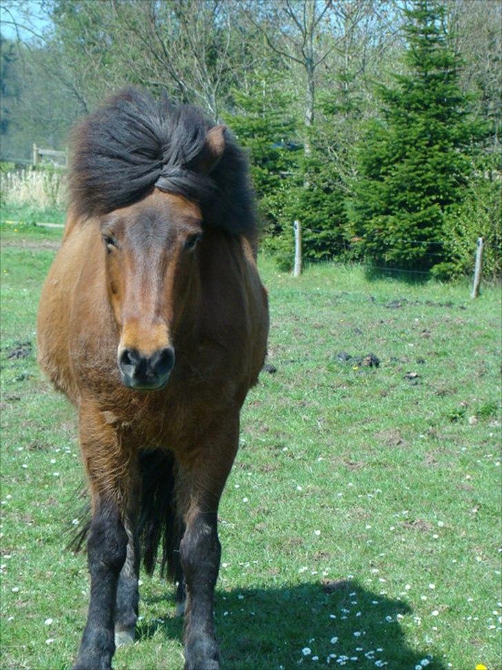 Islænder Hekla Fra Skovby billede 2