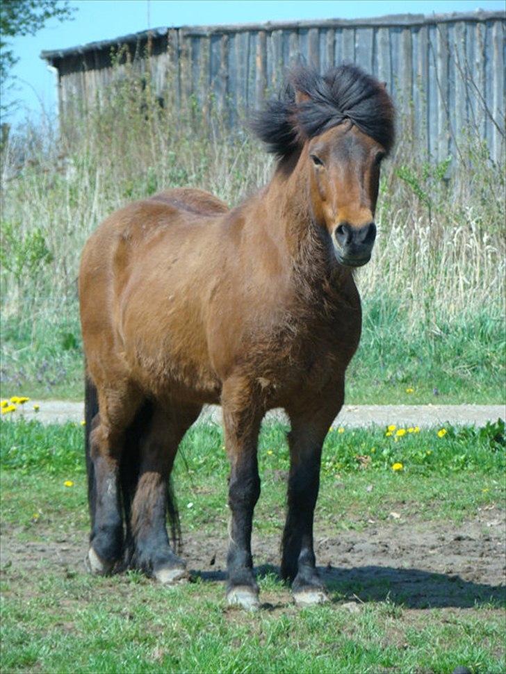 Islænder Hekla Fra Skovby billede 3