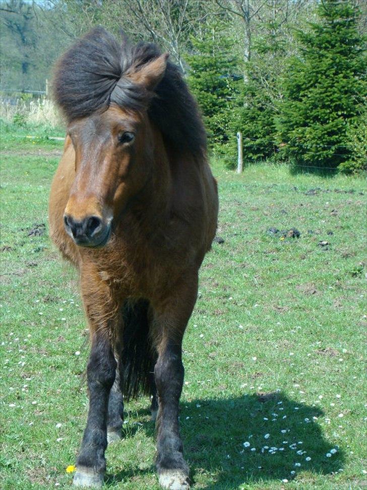 Islænder Hekla Fra Skovby billede 4
