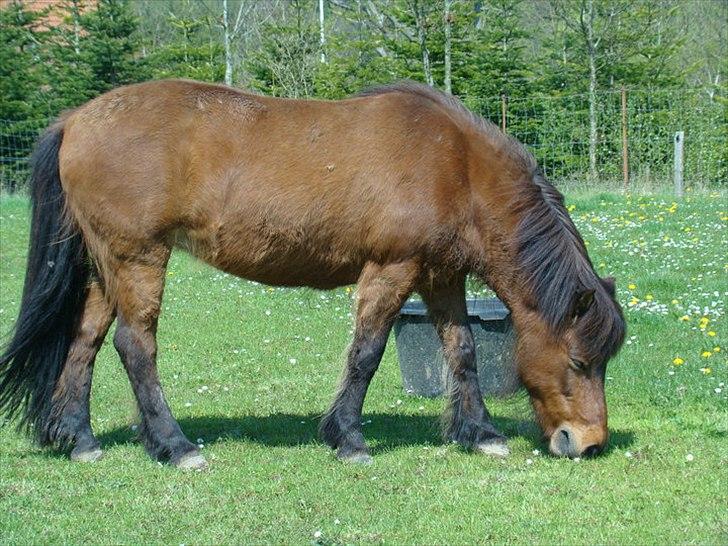 Islænder Hekla Fra Skovby billede 5