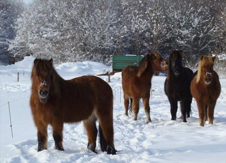 Islænder Hekla Fra Skovby billede 6