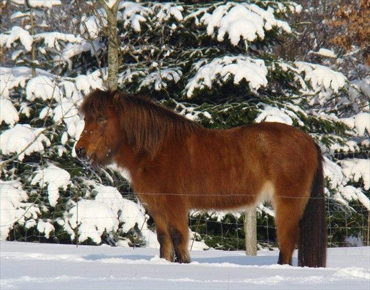 Islænder Hekla Fra Skovby billede 7