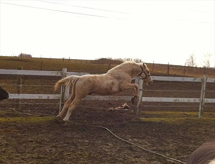 Palomino MiTho's Daywalker - Springhest? Det er en STOR vandslange...  billede 7