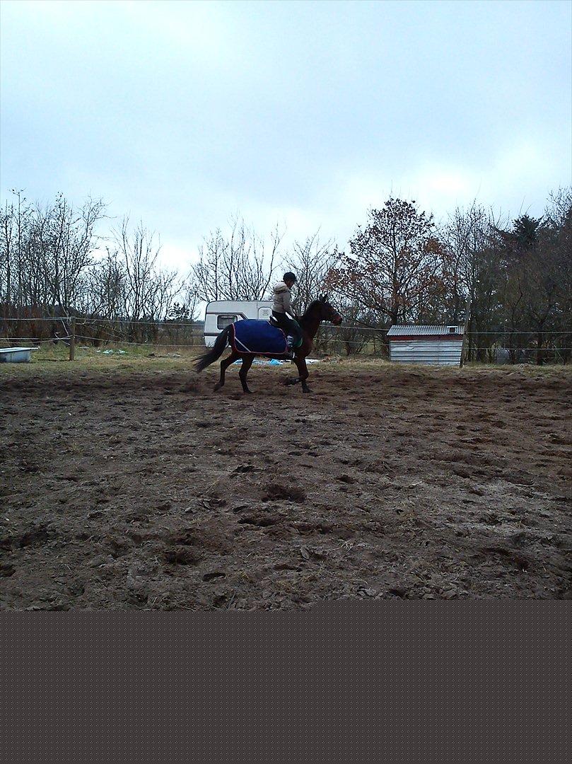 Traver Flying Corona (Fly) billede 18