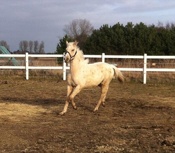 Palomino MiTho's Daywalker billede 8