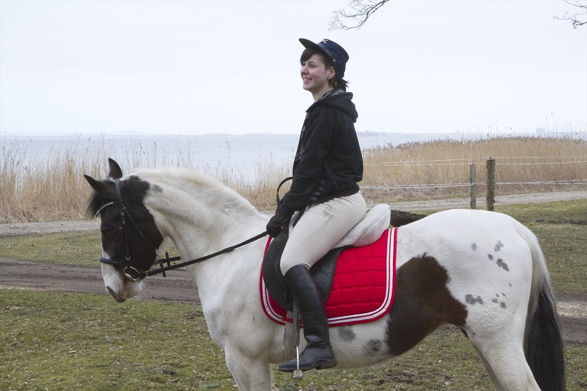 Pinto Shandie  billede 7