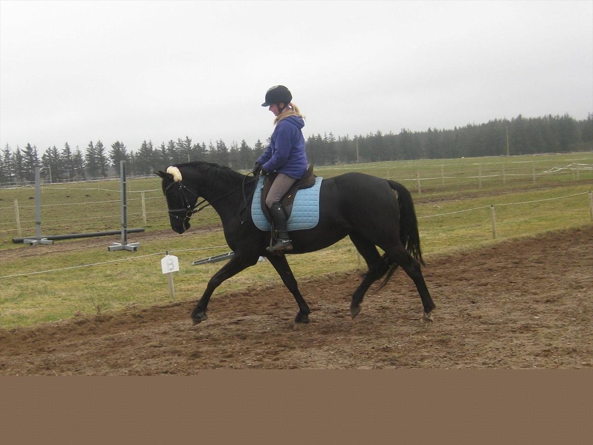 Dansk Varmblod Diva billede 14