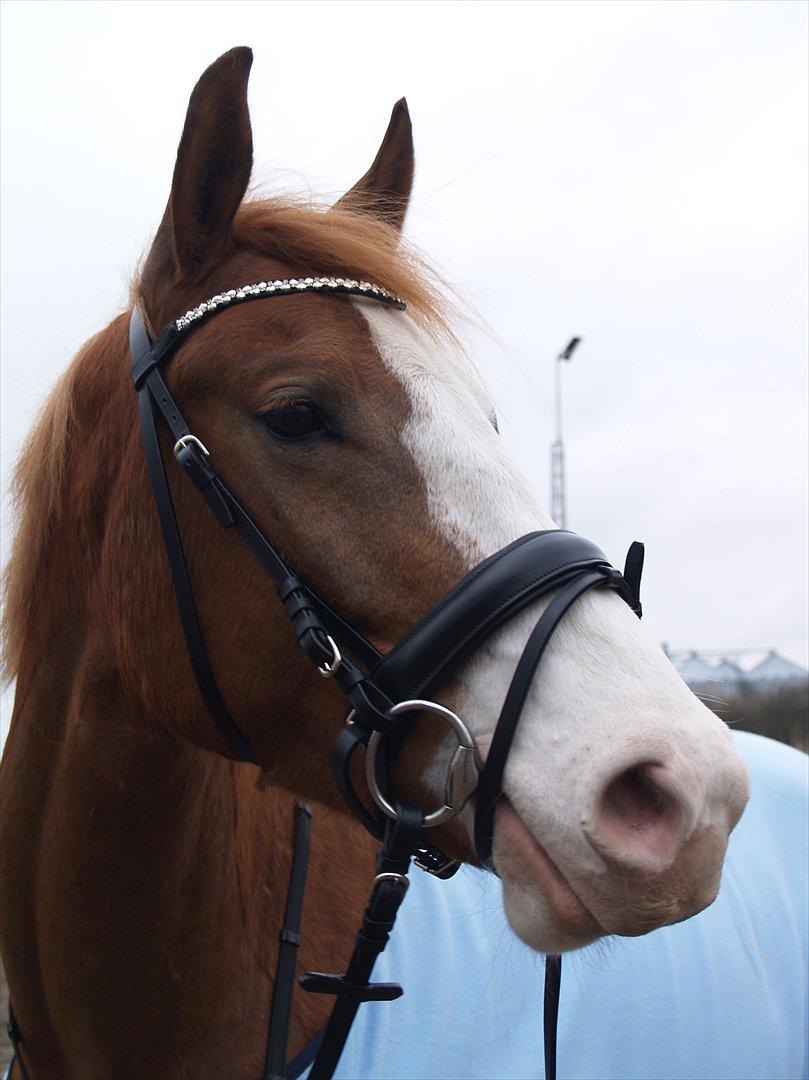 Palomino Yaspisgårds Gallon billede 10