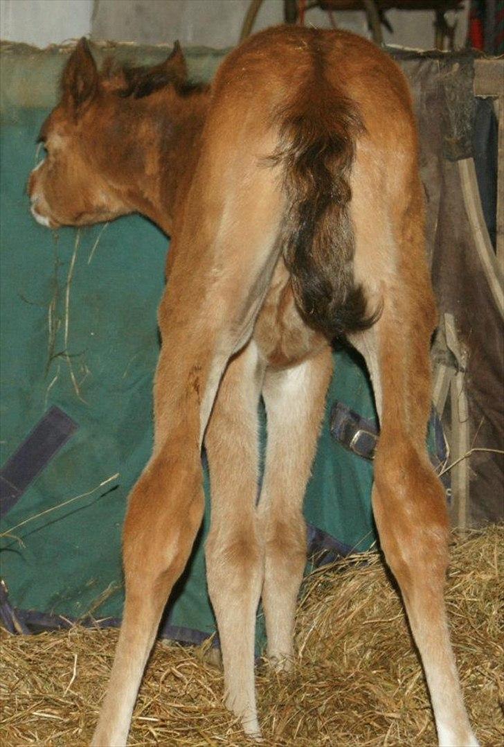 Arabisk fuldblod (OX) Carola Zaxzina Pox billede 1