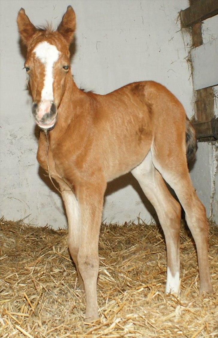 Arabisk fuldblod (OX) Carola Zaxzina Pox billede 3