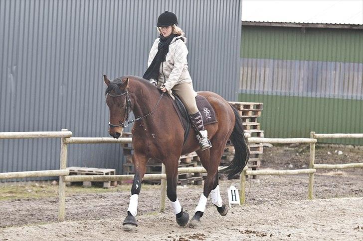 Dansk Varmblod Stoubæks Kenzo - Genoptræning d. 11/3-12.
Første gang jeg rider ham udendørs :) billede 10