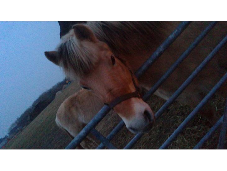 {{currentPhoto.altText}} billede {{currentPhoto.number}}