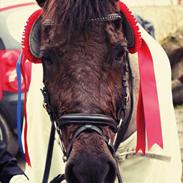 Anden særlig race Malou