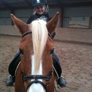 Haflinger Prins MIN EGEN PONY