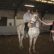 Knabstrupper Mr. Midnight (Mister) 