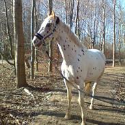 Knabstrupper Mr. Midnight (Mister) 