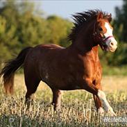 Welsh Pony af Cob-type (sec C) Thers Hey Harlekin<3