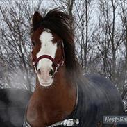 Welsh Pony af Cob-type (sec C) Thers Hey Harlekin<3