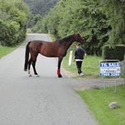 Dansk Varmblod Molly af Brorstrup