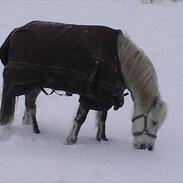 Welsh Pony af Cob-type (sec C) milos