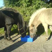 Anden særlig race Hannibal