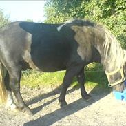 Anden særlig race Hannibal