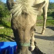 Anden særlig race Hannibal