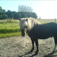 Anden særlig race Hannibal