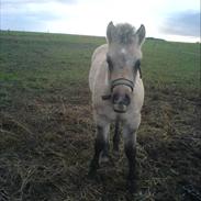 Anden særlig race Hannibal