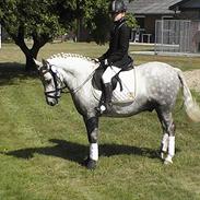 Welsh Pony af Cob-type (sec C) milos